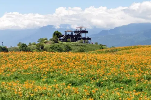 如詩如畫~六十石山金針花海