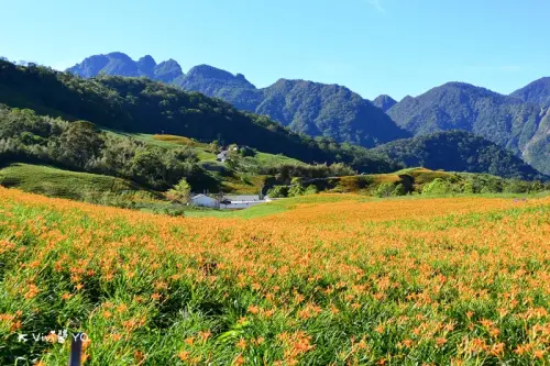 *花蓮玩樂住宿 富里鄉*六十石山金針花海 民宿相如休閒山莊 美景旅遊