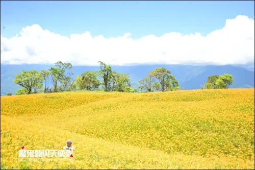 《2014花東金針花季》花蓮富里六十石山．台灣小瑞士觀景台．玉里赤科山金針花海．汪家古厝曬金針．金針花合菜．會走路的郵局(2014/08/28花況)