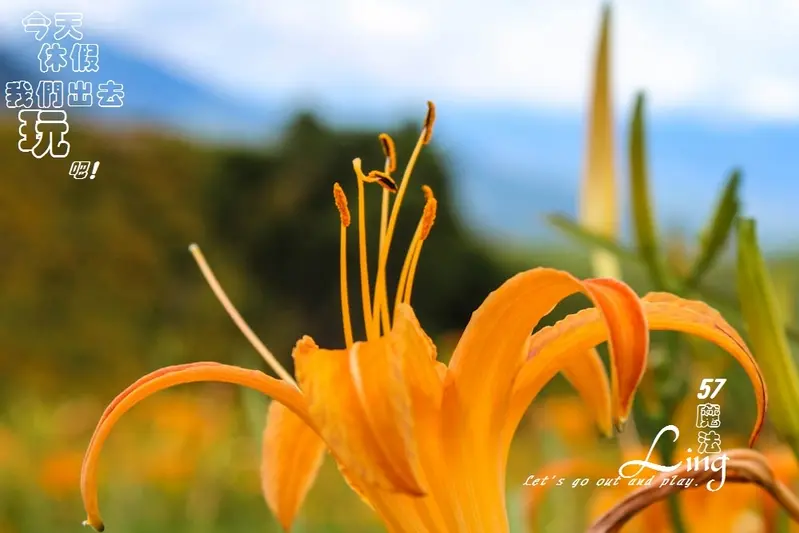 [花蓮⊙富里]六十石山賞金針.美哉.美哉~有如黃澄澄的地毯.