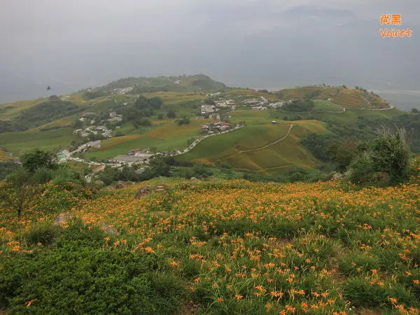 [花蓮-富里] 2016.09.03-富里六十石山花海(8~9月限定)
