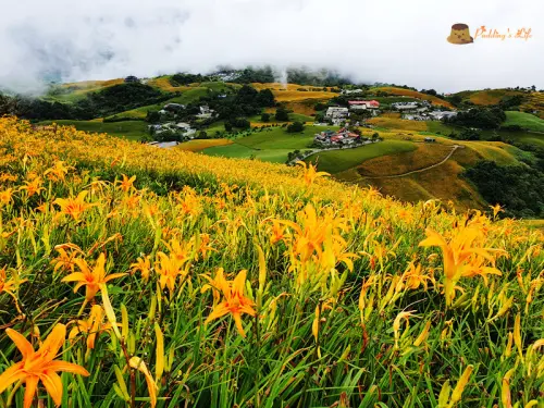 【花蓮旅遊】富里-望憂亭霧裡看花《六十石山金針花海》2018金針花季天使花毯