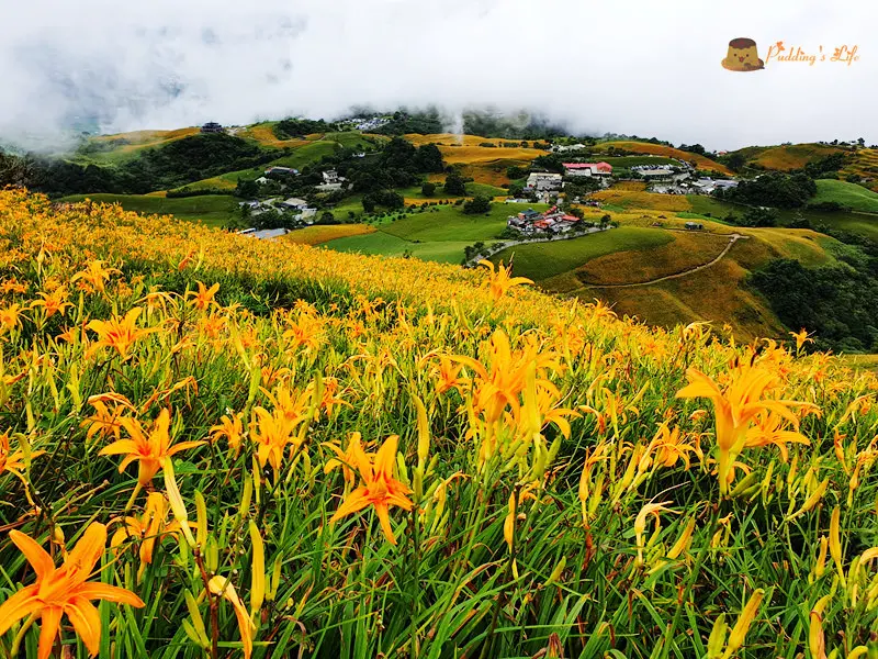 【花蓮旅遊】富里-望憂亭霧裡看花《六十石山金針花海》2018金針花季天使花毯