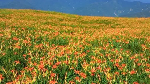 沒睡飽也值得，超療癒的金針花海。