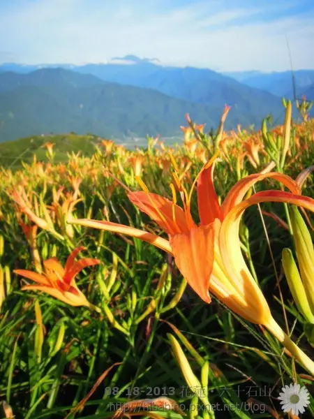 [遊記] 花蓮‧六十石山 金針花季 欣賞清晨橘色大地之美