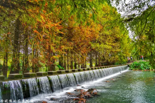 【花蓮-壽豐鄉】花蓮雲山水落羽松夢幻湖&優美的湖光山色