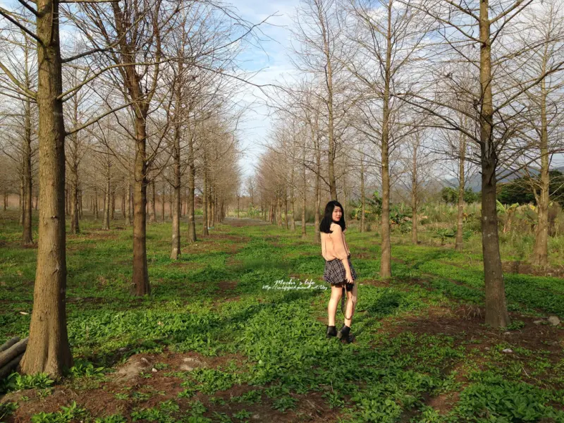 花蓮景點 ▌四季皆美到不思議「雲山水」：落羽松比夢幻湖美!! 花蓮雲山水不再是秘境(婚紗外拍景點)