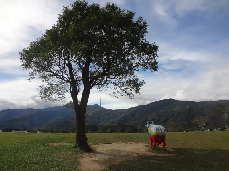 1020104[禮官三小愛台灣]美麗的初鹿牧場有藍天白雲綠地黑白乳牛讓人心曠神怡(環境篇)