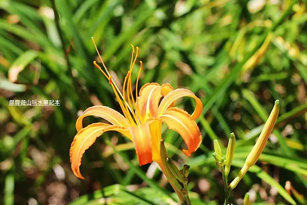 2013-7-31 花蓮~赤柯山金針花季