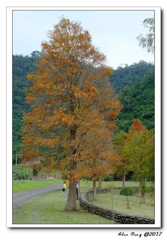宜蘭縣-員山鄉-蜊埤湖 落羽松+三星鄉-味珍香卜肉店+安農溪 落羽松