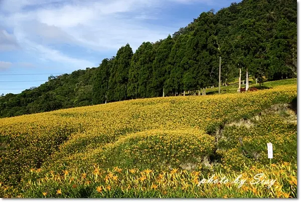 花蓮玉里赤柯山金針花季2014 ~讓人百看不厭的金針花海