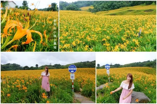 花蓮玉里金針花 ▶ 赤科山小瑞士農場 ▶ 一年一度花蓮盛事 享受被黃橙橙金針花海包圍的幸福感 #交通資訊