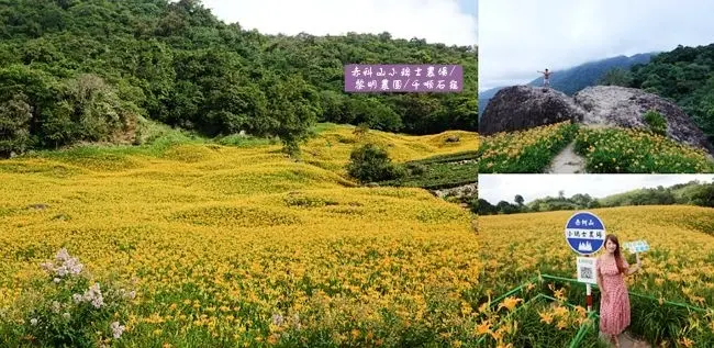 2020赤科山金針花 ▶ 赤柯山小瑞士農場/黎明農園/千噸石龜 ▶ 赤科山美拍三大亮點、金針花冰棒 2020赤柯山金針花最新花況!