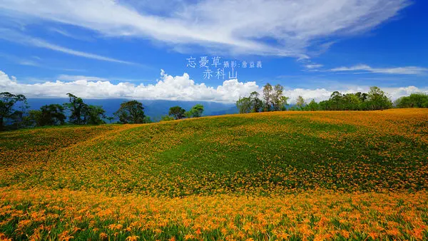 【花蓮-玉里】赤科山(赤柯山)，真正濃密的金針花毯，超級滿開ing　20140823花況分享