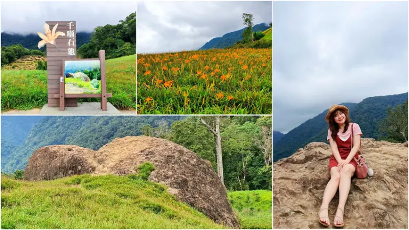 【花蓮景點】赤柯山金針花海 尋找千噸石龜 探索赤柯神木 散步秘境 免費參觀