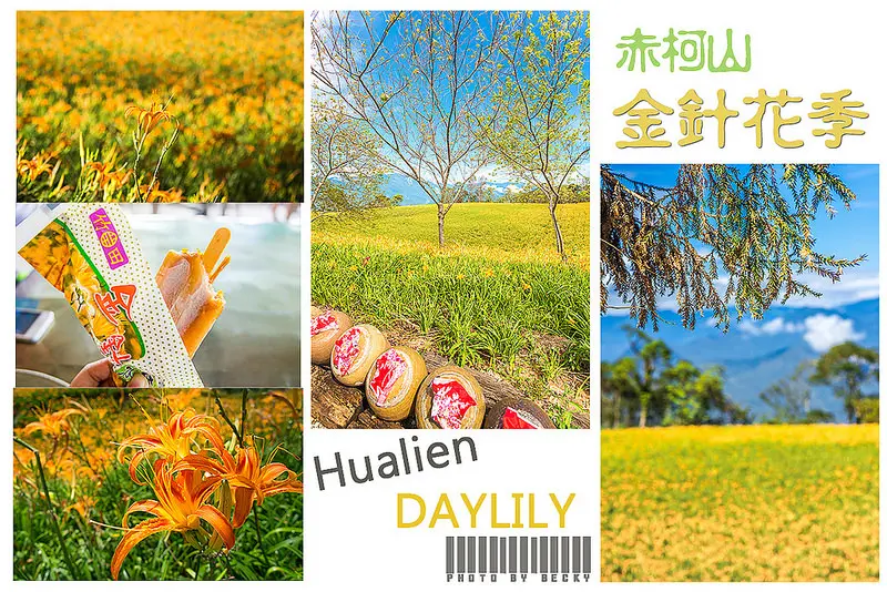 【花蓮】。還沒看過金針花海嗎? 讓 [自己的小小世界] 帶你遊走 "5個非去不可的赤柯山景點" 看金針花 吃金針花 拍金針花 │ 千噸石龜．小瑞士農莊．汪家古厝．萱園居．觀景台