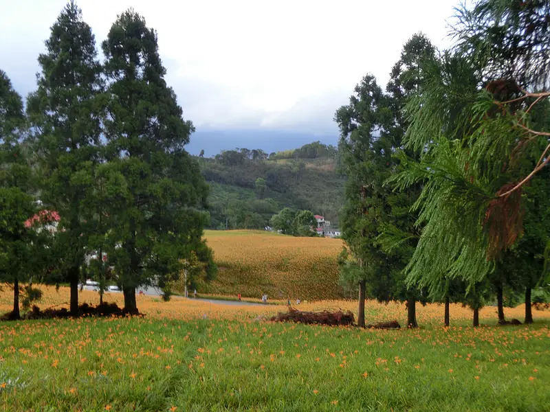  ♣花蓮遊一下♣ 赤柯山♧ 戀夏金針日，一種想念媽媽的感覺