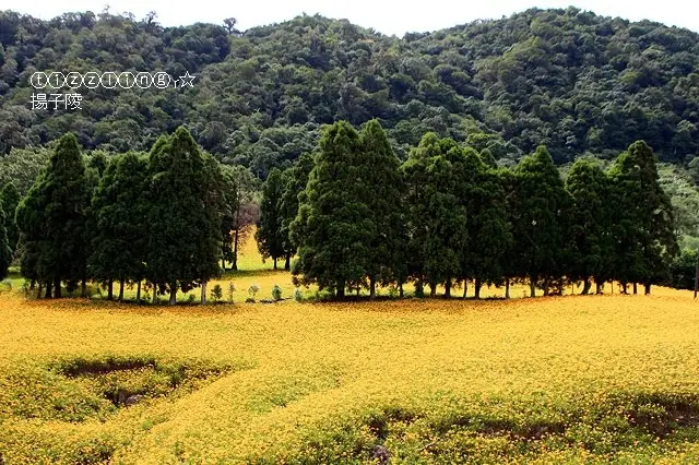 這一年，在那山，2018赤柯山金針花季&童話咖啡館& Mr. Sam山姆先生咖啡～