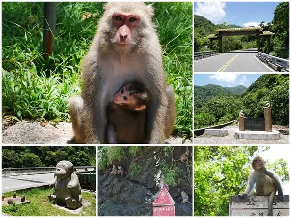 台東 泰源幽谷 花果山在台灣～跟孫悟空的猴子猴孫相見歡        
      