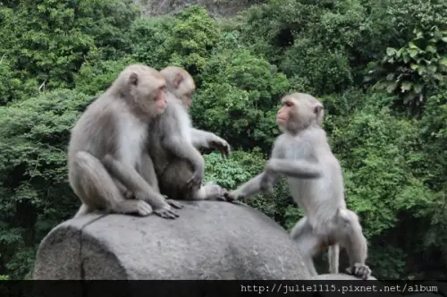 ◎2013花東◎DAY2 登仙橋休憩區看猴子~