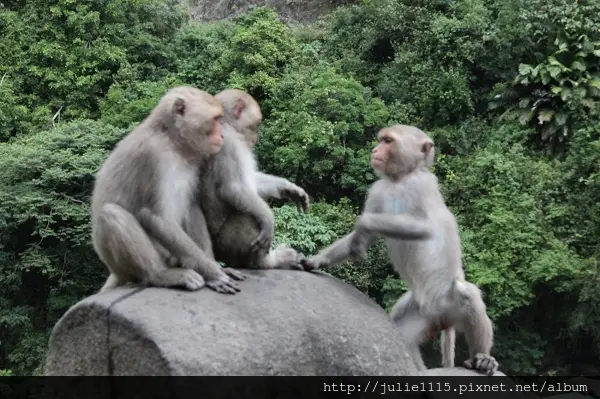 ◎2013花東◎DAY2 登仙橋休憩區看猴子~