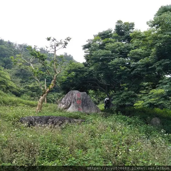 [台東太麻里 金針山]優美寧靜的竹林秘境