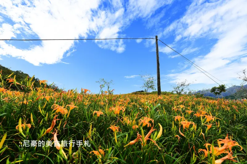 [台東太麻里] 2016金針山忘憂谷雙乳峰8/17最新花況 金針花盛開中 台東景點一日遊必去推薦