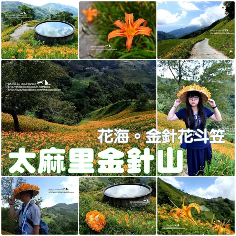 隨拍°台東太麻里 -《 太麻里金針山 - 花海。金針花斗笠 》 (2014/09/04拍攝)