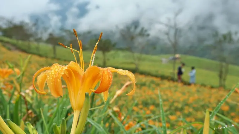 ★台東金峰★2018【太麻里金針花季】金山埡口/雙乳峰/忘憂谷/實際花況。