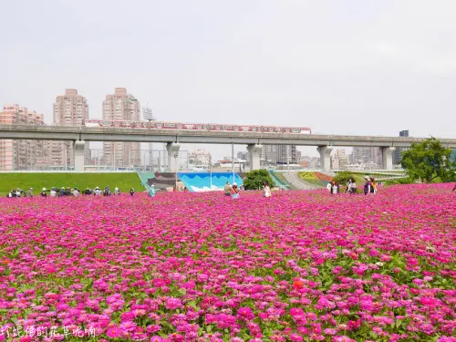 【新北-三重區】2020幸福水漾公園白花三葉草&百日草地景花海