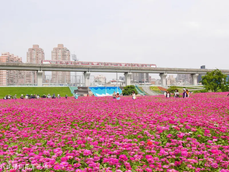 【新北-三重區】2020幸福水漾公園白花三葉草&百日草地景花海