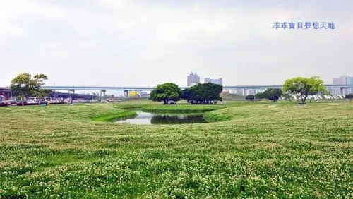 【三重 / 賞花】水漾。大都會公園 飄起四月雪 & 新亮點 - 幸運草溜滑梯