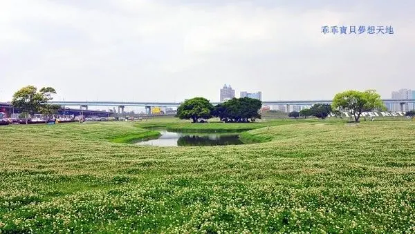 【三重 / 賞花】水漾。大都會公園 飄起四月雪 & 新亮點 - 幸運草溜滑梯
