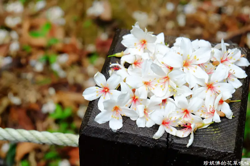 【新北-土城區】2018新北市客家桐花祭：承天禪寺&桐花公園