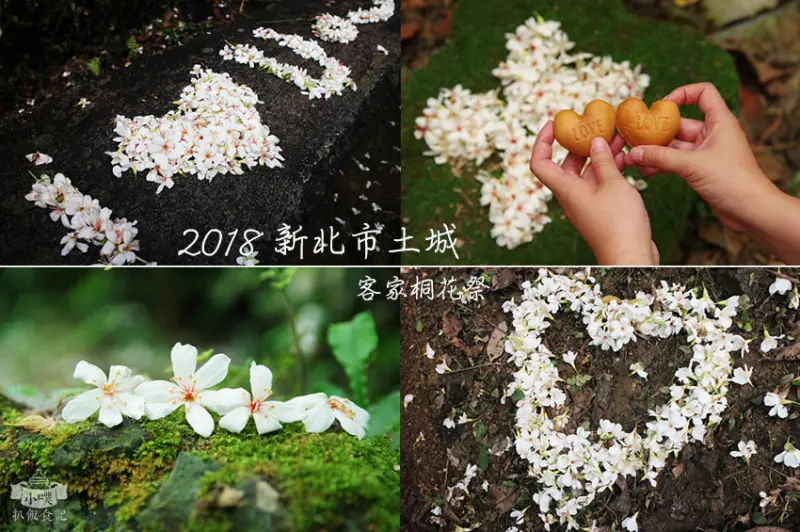 【新北土城景點】『2018新北市土城客家桐花祭』景點一日遊/承天禪寺/桐花公園/桐花步道/賞桐花/五月雪/賞螢