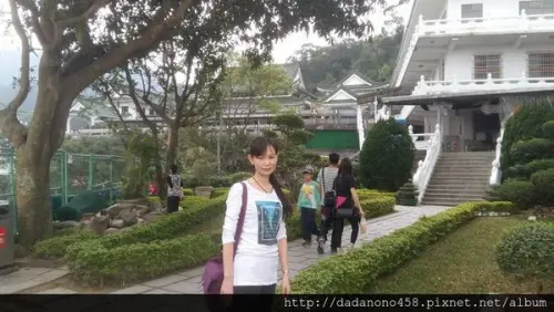 土城承天禪寺油桐花步道        
      