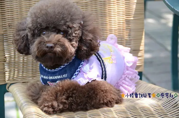 ※寵物友善餐廳※苗栗南庄 巴巴坑道休閒礦場餐廳★小精靈胡扯蛋★2015.04.13