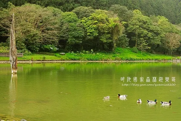 【大同】明池森林遊樂區。雨後空氣更為新鮮