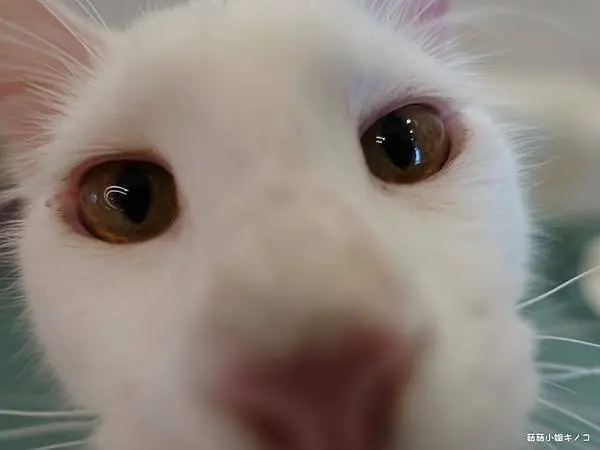 <淡水信義線>台北101/世貿站-西門知名貓咪咖啡進攻信義區來萌翻眾人啦!!~NUKUNUKUCatCafe~