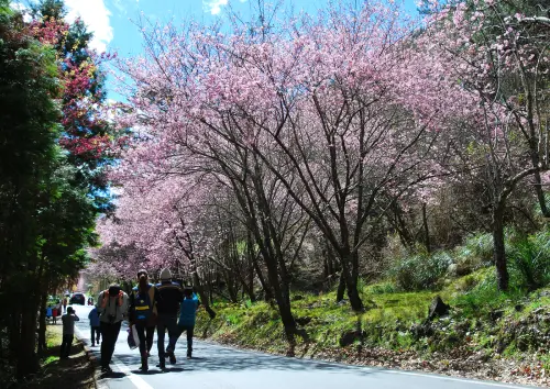 花現 . 旅人心 * 台中和平 . 武陵農場櫻花季