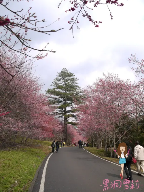 ◆台中◆ 2014再訪粉紅佳人櫻花之武陵農場 ⊙14Feb14⊙