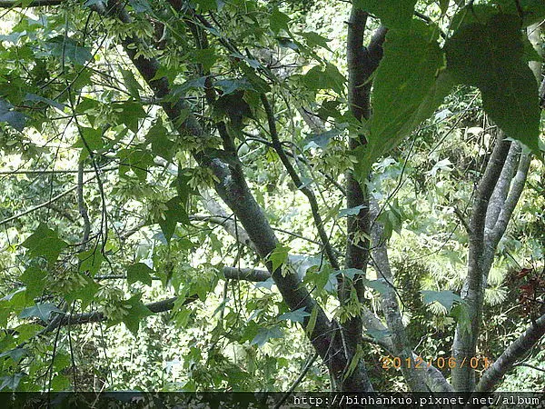 遊記---武陵農場(第二次)(7)