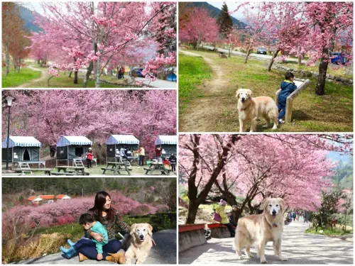 『親子。寵物旅行』武陵農場賞櫻花。露營。路線與行程推薦 X 祕技。心得。小撇步大公開