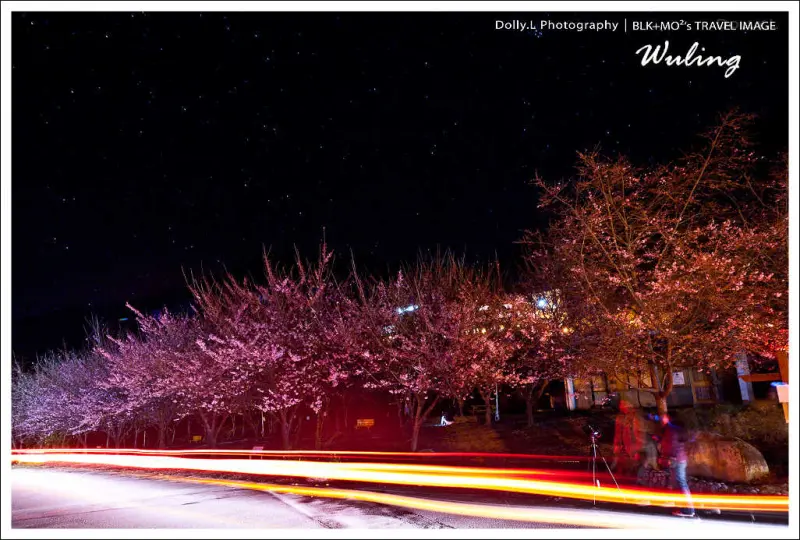 台中│武陵農場～花現粉紅佳人！白天夜晚都精彩