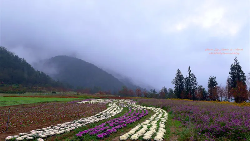 ◎【武陵農場露營區－可愛露營小木屋】太美麗之..大花布&落羽松～天啊！我走進童話故事的場景裡了！