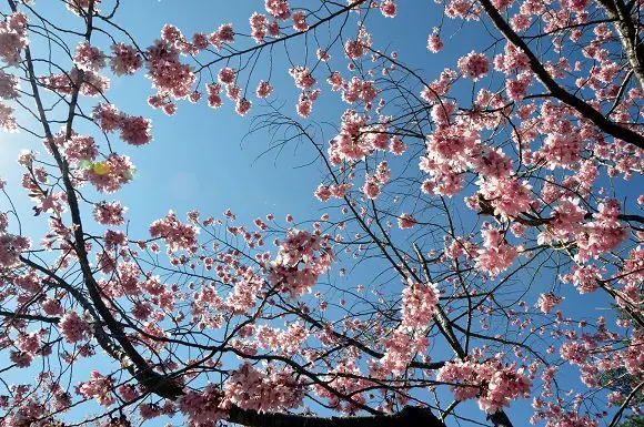 漫步粉紅櫻花林，感受浪漫趣~~2014武陵農場賞櫻之旅