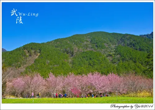 [賞花]【台中市和平區】武陵農場紅粉佳人。國光號賞櫻專車一日遊