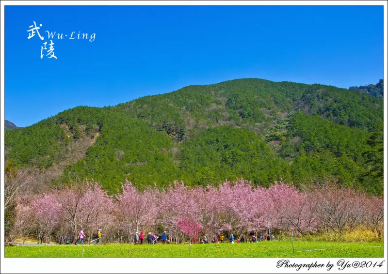 [賞花]【台中市和平區】武陵農場紅粉佳人。國光號賞櫻專車一日遊