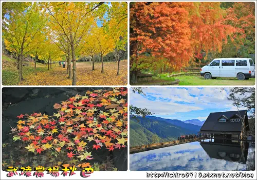 [遊記]【台中市和平區】秋意武陵農場季節限定。免去日本就能賞金黃銀杏林~彷彿似黃金隧道│國民賓館.武陵露營區落羽松夢幻美景│楓葉層層疊疊景色│雪山登山口小木屋倒影(約至12月下旬後)