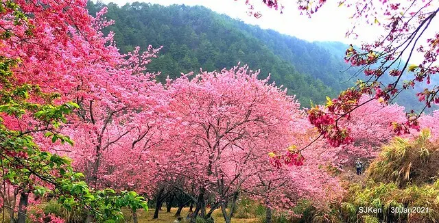 (台中旅遊)「2021 武陵櫻花季」---漫天花影映武陵，花飛花舞舞春風!